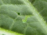 Major pests in 2005 - Treated Acres and No. of Sprays Cantaloupes Watermelons Cabbage looper 80.