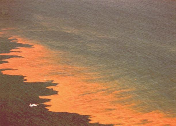 Red Tide found in many countries Non-toxic