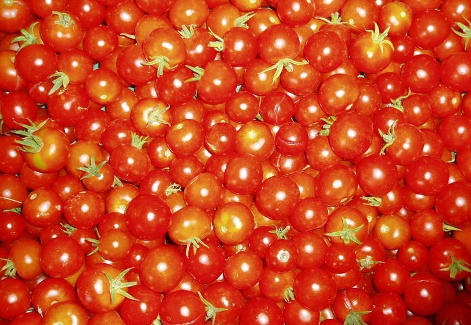 Tomato season Green- house Field Fall high tunnel Transplant