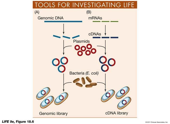 Vectors and Inserts DNA fragments used for molecular cloning come from two sources: Genomic DNA cdna (Copy DNA or complementary DNA)From reverse transcription of mrna A genomic clone contains the