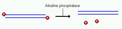 Alkaline phosphatase: Removes 5' phosphate groups from DNA and RNA.