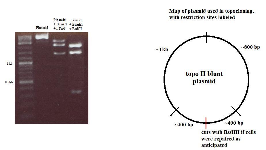 Figure 4: Digestion of topoclone colony plasmid extraction to confirm incorporation of single-nucleotide change during repair.