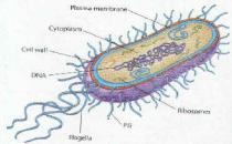 Chapter 27 Prokaryotes Most numerous organisms on earth Earliest life forms (fossils: