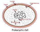 peptidoglycan (protein-carbohydrate) Found in most habitats Most bacteria grow best at