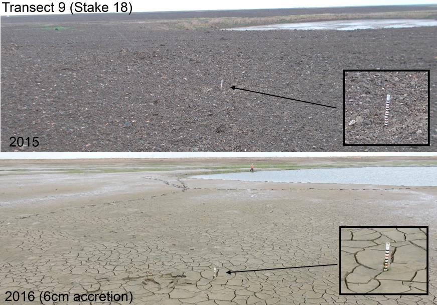 Confirm behaviour of sediment within site Accretion is occurring at scale and in manner predicted Sediment drops rapidly out of suspension as it enters site and especially in low lying areas