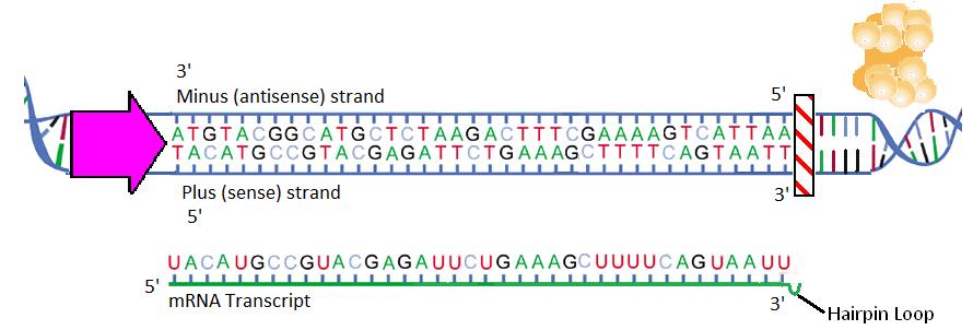 The information encoded on mrna (a temporary copy of genetic information) is deciphered using the a. 3 nucleotides on mrna =. b. The codons represent one of c.