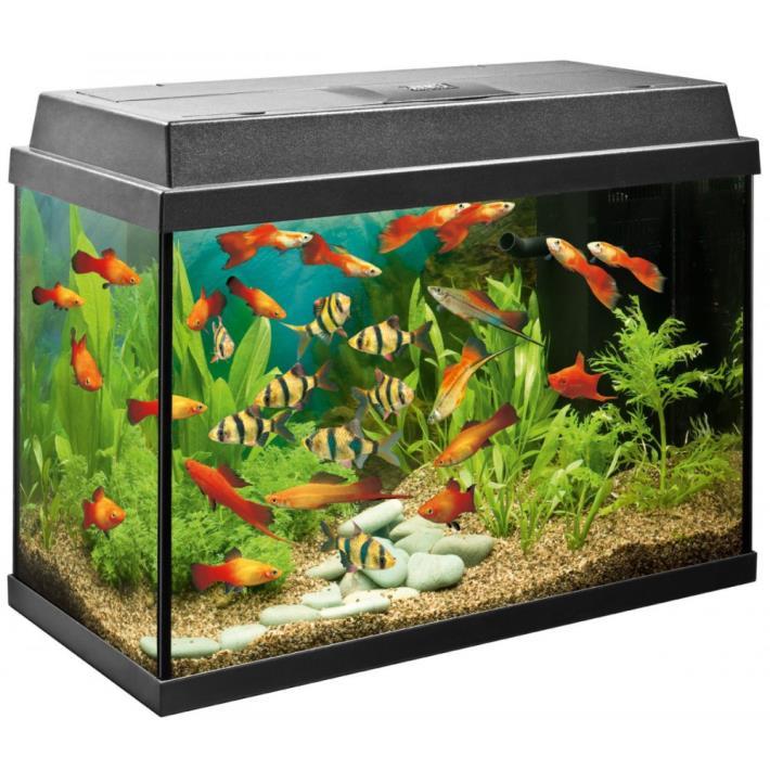 What is the carrying capacity of this fish tank? 3.