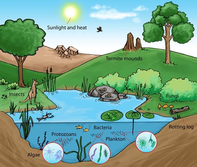Ecosystem All of the living (biotic) and all of the physical nonliving factors (abiotic) in an area.