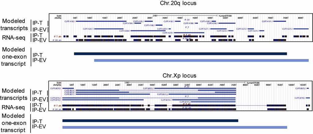 Montero et al_suppl. Info 11 Supplementary Figure 7. Comparison of 20q-TERRA transcripts with Xp-RNAs.