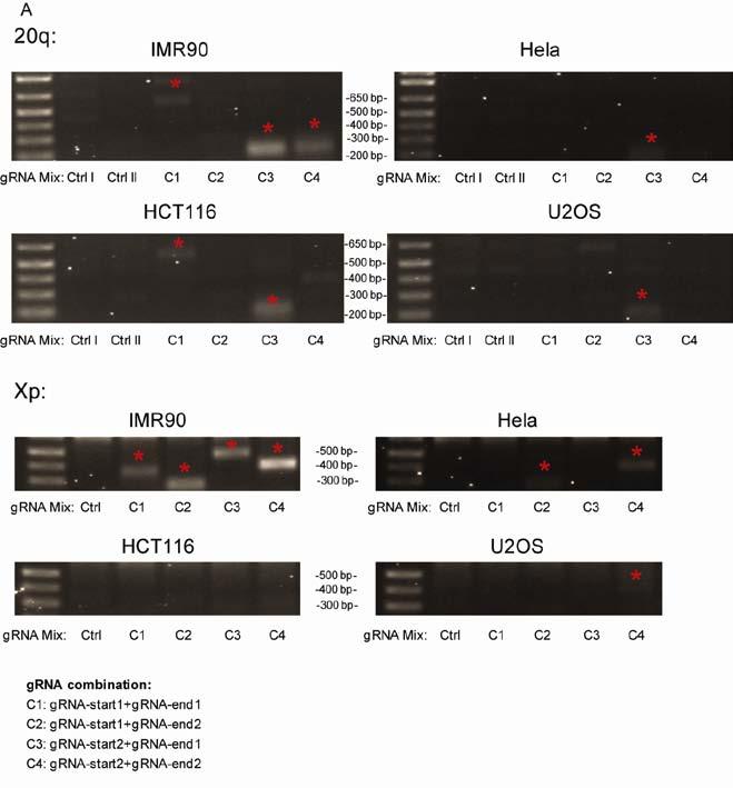 Montero et al_suppl. Info 3 Supplementary Figure 2. Different combinations of grnas are able to delete the 20q and Xp loci in different cell lines.