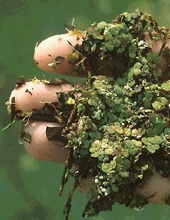 Duckweed Both native and non-native Resistance becoming an issue Landoltia