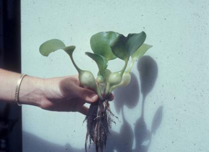 Water Hyacinth Eichhornia crassipes World s worst aquatic weed Native to