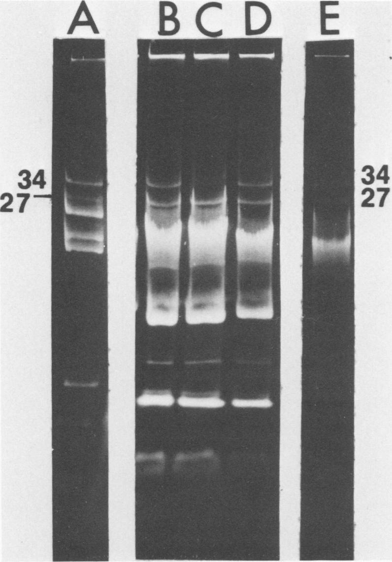 908 SNOOK AND McKAYAPLEvIo.Mcoo. APPL. ENVIRON. MICROBIOL. *At CD ABk 34 27 55 34-27~ 34 FIG. 1. Agarose gel electrophoretic patterns of plasmid DNA isolated from S.