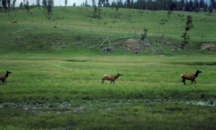 New models offer updated science Including the importance of summer nutrition Late summer forage conditions create a nutritional bottleneck for elk.