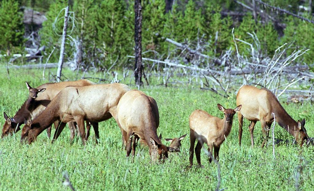 Model application Collaboration. These models work well for planning at the landscape scale and across ownerships, which are particular challenges with elk.