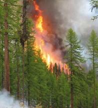 2. Surface fires: are more active fires, that spread over a larger area, and have open and active flames. 3.
