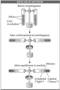 Meselson and Stahl s experiment (1957) proved replication of DNA to be