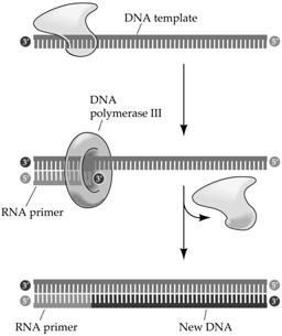 Prokaryotes have a single origin of replication; eukaryotes have many (10 2 to 10 3 ). for each proceeds in both directions from an origin of replication. Many proteins assist in DNA replication.