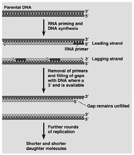 Nucleotide excision repair of DNA damage E.