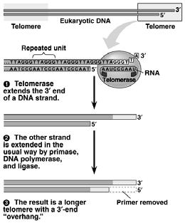 repetitive DNA sequences, such as telomeric DNA is found at the ends of