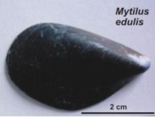 A very common mollusc found in European waters is Mytilus edulis (Figure 1), which is also cultured for food. The shell of M.