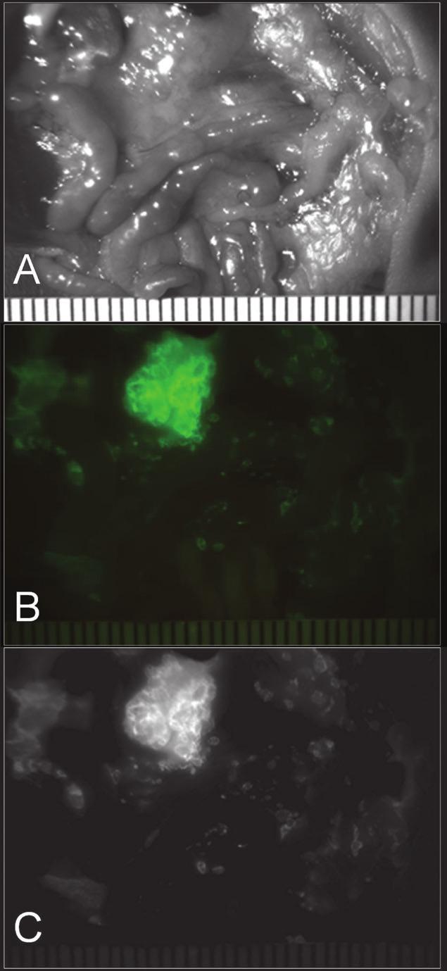Fig. 4 In vivo optical imaging of two tumor types, 3T3/HER2+ and A431, which express HER1 receptors. One of each type of tumor of was injected into the flanks and shoulders of athymic mice.