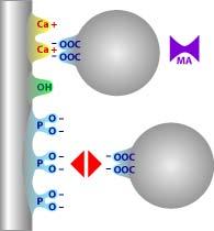 How CHT works Carboxyl clusters Calcium chelation modulated by ion exclusion 15 60x stronger than ionic