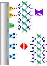 How CHT works Phosphoryl residues Calcium coordination modulated by ion exclusion 15 60x stronger than ionic