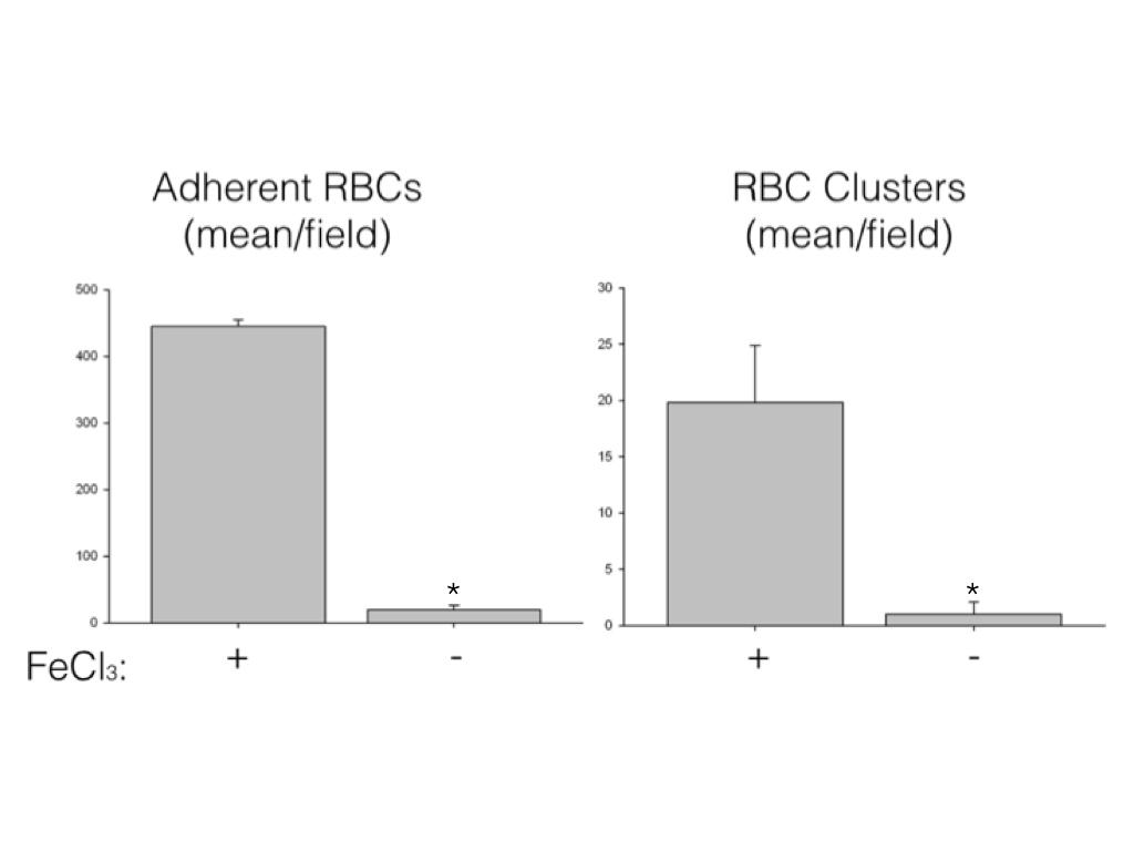 Figure 5 - Quantification of adherent RBCs and RBC clusters at a shear stress of 0.9 dynes/cm 2 with a maximum of 5 random 20x fields per experiment.