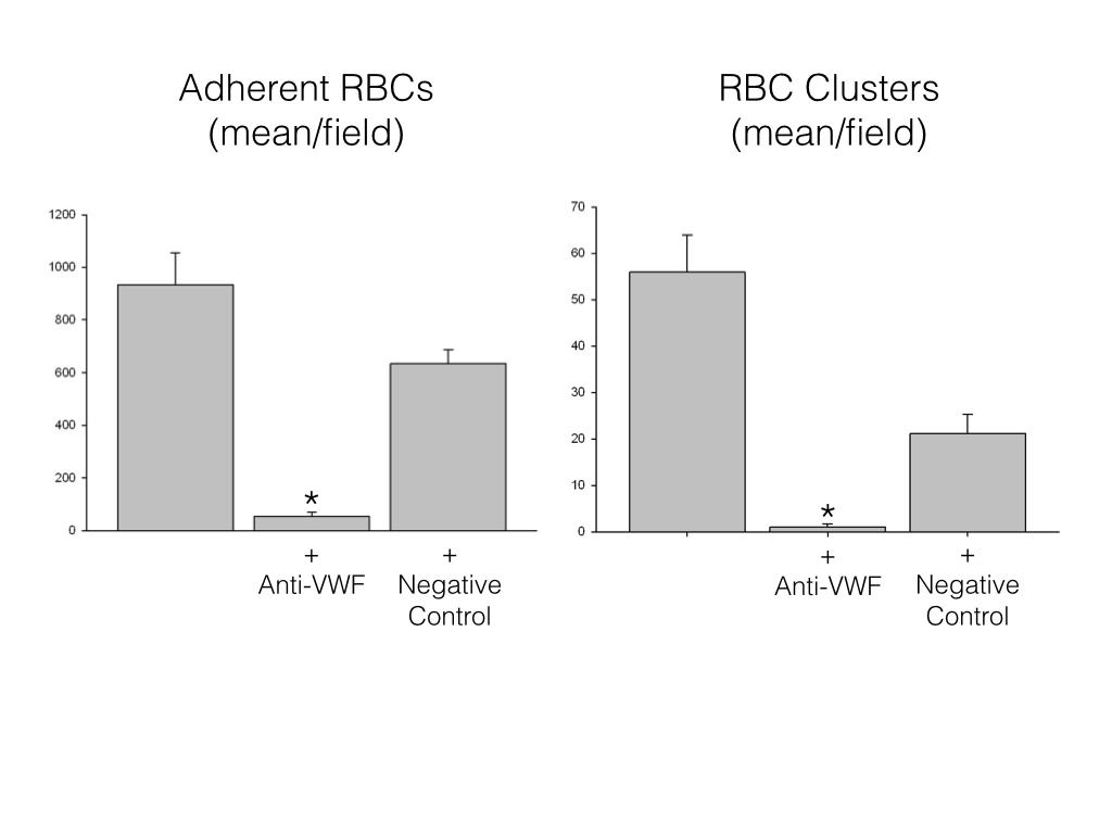 16 Figure 11- Quantification of adherent RBCs and RBC clusters at venous shear stress of 3 dynes/cm 2 and a comparison with the addition of anti-vwf antibody (100µg/mL) or negative control (100µg/mL)