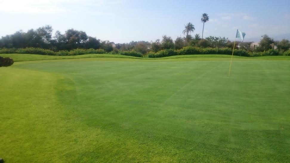 WATER MANAGEMENT OF GOLF COURSES UNDER IRRIGATION WITH RECLAIMED WASTEWATER IN MARRAKESH TURF MANAGEMENT All golf courses use Agrostis stolonifera.