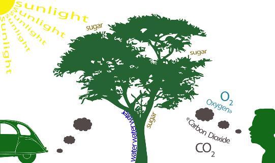 Slide 21 Why do we plant trees? But why are we planting trees? Trees help us convert CO 2 into oxygen.