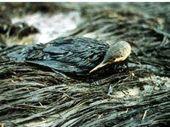 The spill killed thousands of sea birds, dolphins, seals, sea lions.