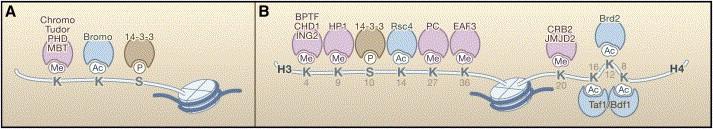 Chromatin structure histone modifications Post-translational modifications on histone proteins alter chromatin structure and, consequently, chromatin function Figure 1.