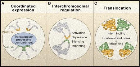 Nuclear architecture consequences of chromosome territories Figure 3.
