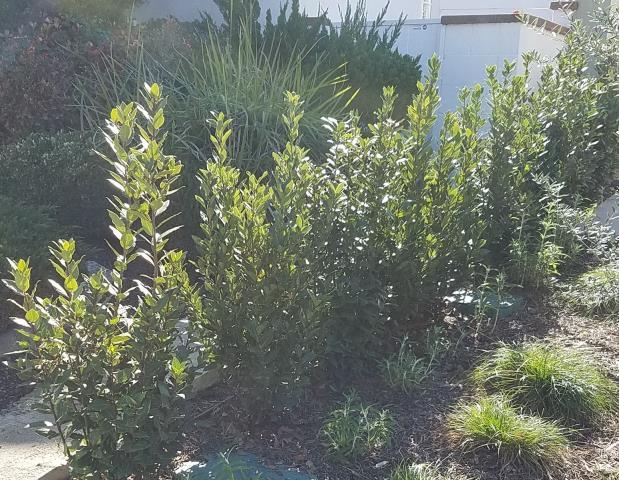 Guidelines for Plant Material: Hedges Cypress pictured left, Sweet Bay pictured above, and Hopbush pictured far left, use less water over time than most hedges and help designers meet the City s