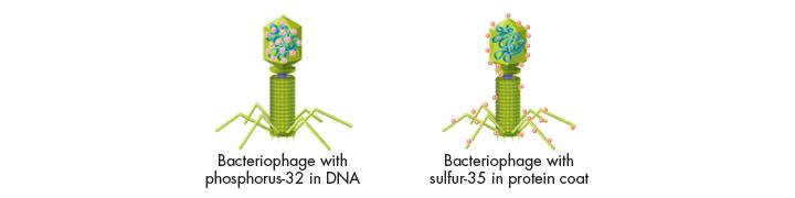If they found radioac>vity from S- 35 in the bacteria, it would mean that the virus s protein