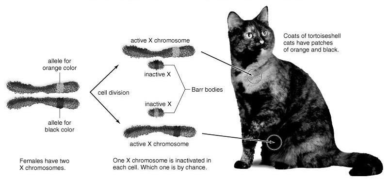 5: Phenotypic Effects of Random X-Inactivation: Calico Coats in Cats Female mammals that are heterozygous for a sex-linked trait will express BOTH the dominant & recessive form of the trait depending