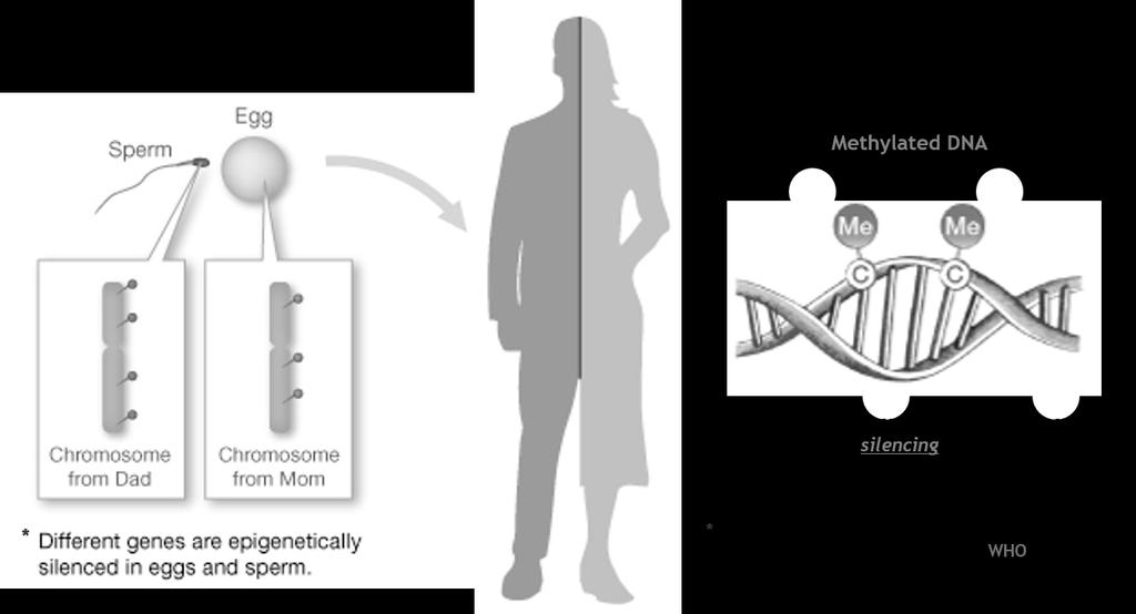 Genomic Imprinting For most alleles, we inherit two working copies, one from mom & one from dad. For other alleles, we inherit only one working copy.