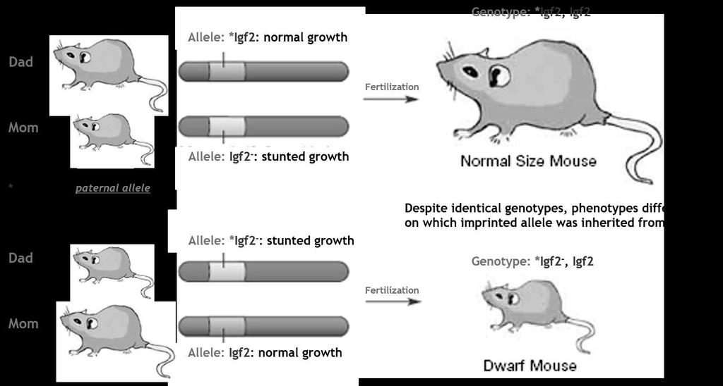 An example of imprinting involves the Igf2 allele in mice that codes for insulin-like growth factor 2, a hormone necessary for normal growth (defects in