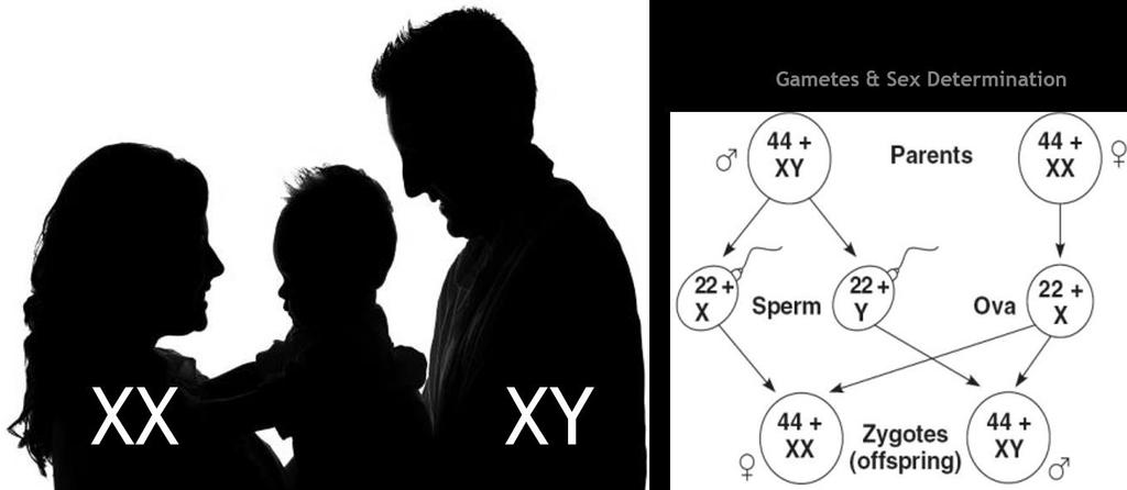 II. Sex Chromosomes & Sex Linkage Figure 3: