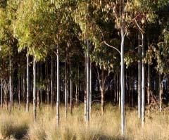 Improving Vegetation Management The Australian Government approach: Focus on Improving Vegetation Management Reduced salinity & erosion