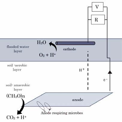 externally connected to the upper aerobic layer of soils. Thus, a competition for electrons could be generated between the electronically active bacteria and denitrifying bacteria due to MFC.