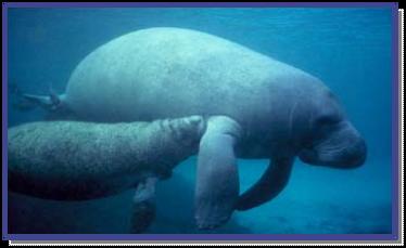 Only large naturally occurring manatee warm -water refuge on Florida s east coast USFWS designated the spring and run as critical manatee habitat Manatees seek