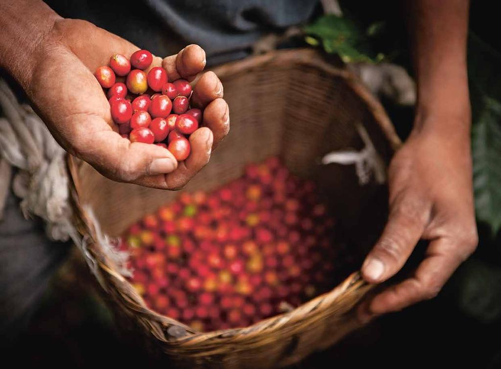 Continuously improve our green coffee supply chain We need to secure supplies of high-quality coffee, but ageing or diseased trees, declining yields, volatile prices and climate change threaten the