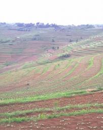In Rwanda, a unique method of back-slope terracing originally introduced by missionaries growing wheat in the Northern Province in the 1970s, has been widely adopted by smallholder farmers in many