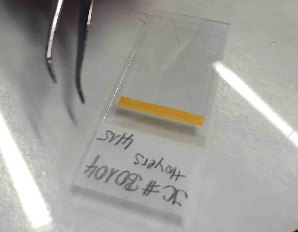 -prepare a microscope slide for mounting the wings: label it and fit a strip of tape close to the
