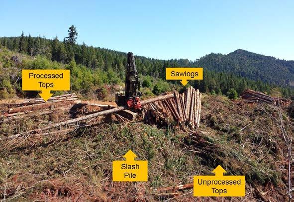 this treatment was on the sawlogs and the forest residues were not given any consideration. All the forest residues generated from sawlog processing were usually piled near the log landing area.