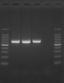 V-3. Confirmation of PCR products After PCR reaction completion, analyze a part of the reaction mixture by agarose gel (e.g., 2% gel) electrophoresis.