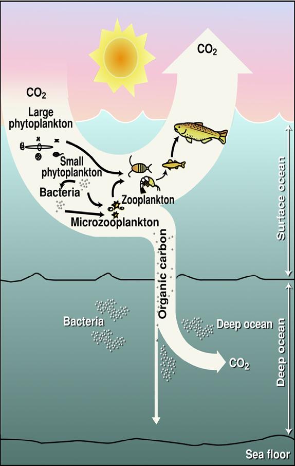 Ocean Uptake of Carbon Transfer of carbon to the deep ocean is a slow process